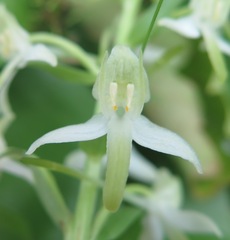 Platanthera mixta