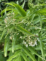 Sambucus gaudichaudiana