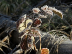Rubus idaeus