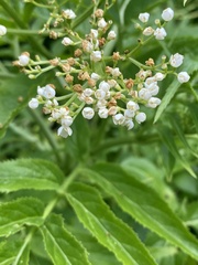 Sambucus gaudichaudiana