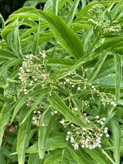 Sambucus gaudichaudiana
