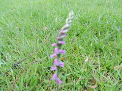 Spiranthes australis