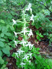 Platanthera mixta