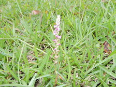 Spiranthes australis