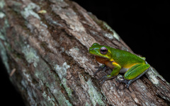 Litoria cooloolensis