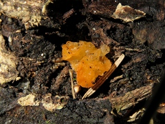 Tremella mesenterica
