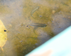 Pseudomugil signifer