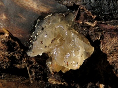 Myxarium nucleatum