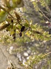 Melacoryphus admirabilis