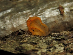Tremella mesenterica