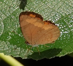 Tegosa