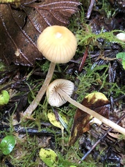 Galerina semilanceata