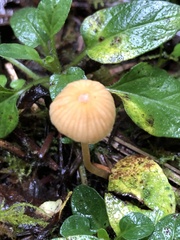 Galerina semilanceata