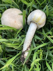 Agaricus xanthodermus