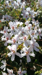Pelargonium echinatum