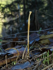 Macrotyphula fistulosa