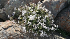 Pelargonium echinatum