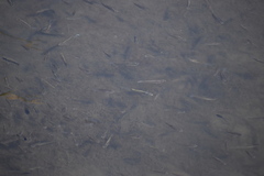 Fundulus parvipinnis