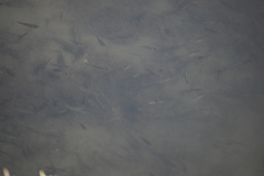 Fundulus parvipinnis