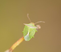 Cuspicona apothoracica