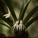 Jumellea triquetra - Photo (c) Rémi Tournebize, alguns direitos reservados (CC BY-SA)