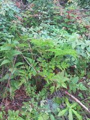 Pleurospermum uralense