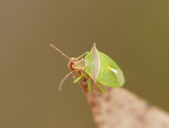 Cuspicona apothoracica