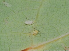 Illinoia liriodendri