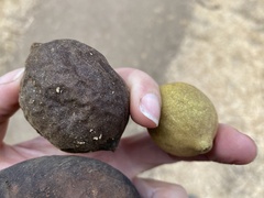 Juglans hindsii