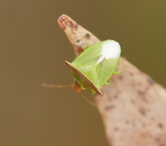 Cuspicona apothoracica