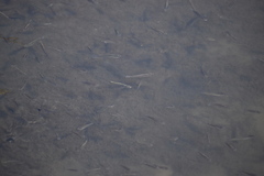 Fundulus parvipinnis