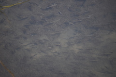 Fundulus parvipinnis