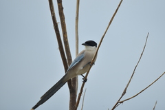Cyanopica cyanus