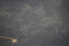 Fundulus parvipinnis