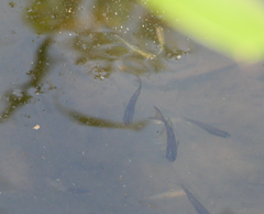 Pseudomugil signifer