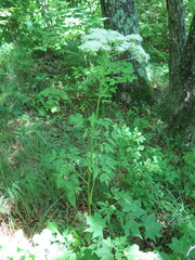 Pleurospermum uralense