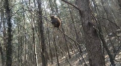 Macaca mulatta