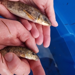 Catostomus catostomus