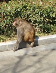 Macaca mulatta