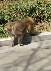 Macaca mulatta