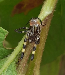 Zoniopoda tarsata