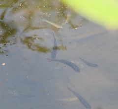 Pseudomugil signifer