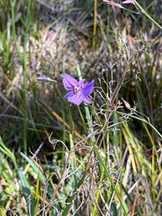 Arthropodium strictum