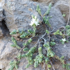 Sedum moranense