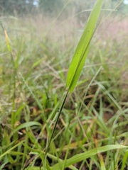 Paspalum setaceum