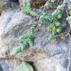 Sedum moranense