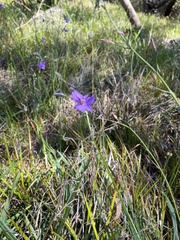 Arthropodium strictum