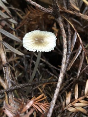 Mycena tenax