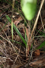Arthropodium milleflorum