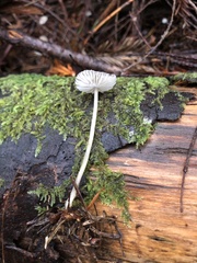 Mycena tenax